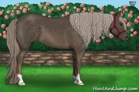 Horse Color:Chocolate Palomino