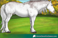 Horse Color:White Spotted Chocolate Silver Blue Onyx Chinchilla Splash 