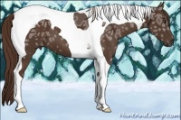 Horse Color:Liver Chestnut Ice Tobiano