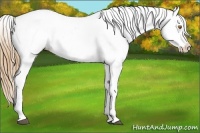 Horse Color:Buckskin Roan Varnish 