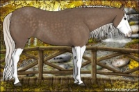 Horse Color:Silver Black Splash