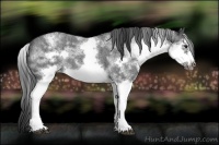 Horse Color:White Spotted Blue Roan Splash Frame Varnish
