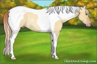 Horse Color:Gold Champagne Dun Tobiano Frame Rabicano