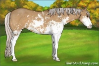 Horse Color:Silver Bay Dun Sabino 