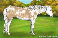 Horse Color:Silver Bay Dun Sabino Splash