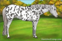 Horse Color:Smoky Black Sabino Appaloosa 