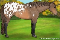Horse Color:Buckskin Appaloosa