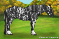 Horse Color:Gray Black  and Gray Black 