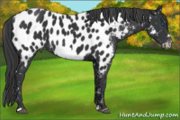 Horse Color:Black Frame Near Leopard 
