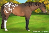 Horse Color:Buckskin Blanket