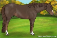 Horse Color:Liver Chestnut Sabino 