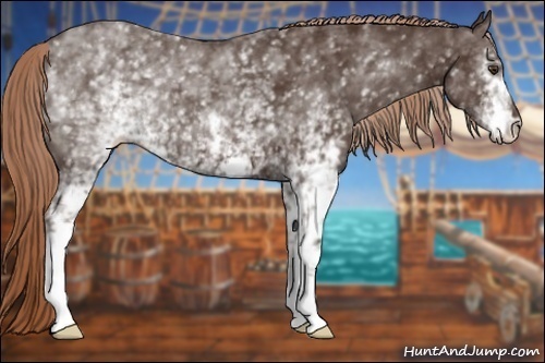 Horse Color:White Spotted Liver Chestnut 