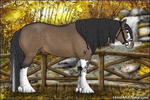 Horse Color:Bay Dun Splash
