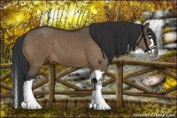 Horse Color:Bay Dun Splash