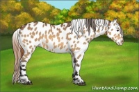 Horse Color:Buckskin Appaloosa