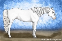 Horse Color:Palomino Roan Appaloosa