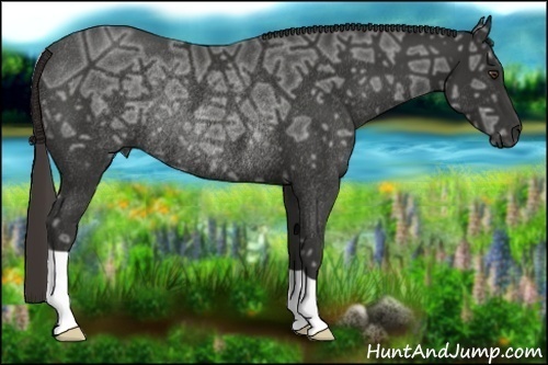 Horse Color:Liver Chestnut Ice Rabicano 