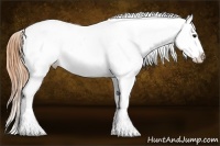 Horse Color:Buckskin Blanket