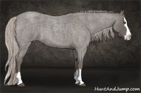 Horse Color:Silver Blue Roan Splash