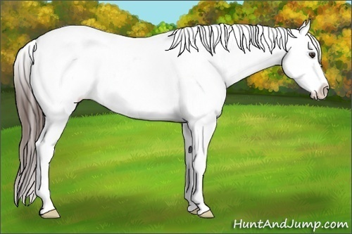 Horse Color:White Spotted Liver Chestnut Splash Appaloosa 