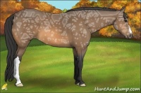 Horse Color:Buckskin Ice 