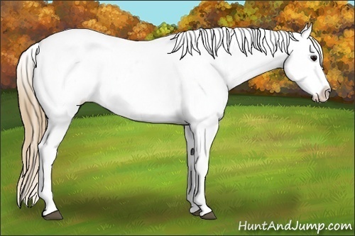 Horse Color:Smoky Black Appaloosa