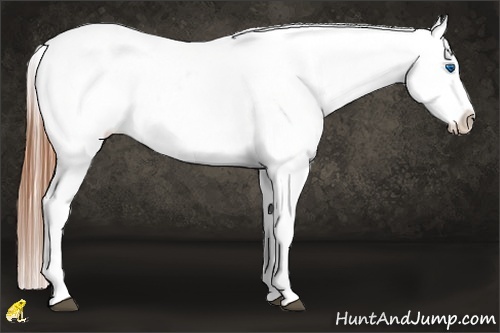 Horse Color:White Spotted Grullo Splash Varnish 