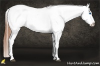 Horse Color:White Spotted Grullo Splash Varnish 