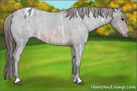 Horse Color:Brown Ice Appaloosa