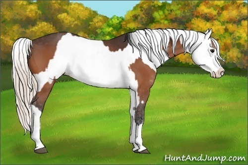 Horse Color:Bay Sabino  and Palomino Appaloosa 