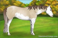 Horse Color:Grullo Pearl Sabino Splash 