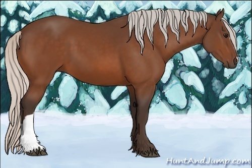 Horse Color:Silver Bay 