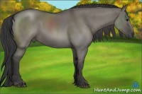 Horse Color:Smoky Grullo Roan Rabicano 