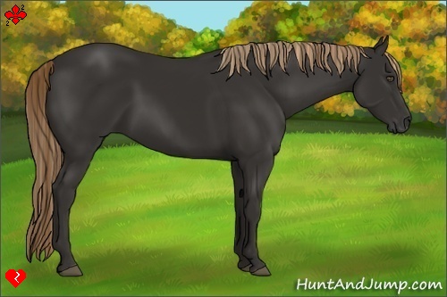 Horse Color:Liver Chestnut Frame 