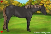 Horse Color:Liver Chestnut Frame 
