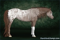 Horse Color:Liver Chestnut Ice Rabicano 