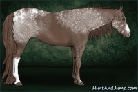 Horse Color:Liver Chestnut Ice