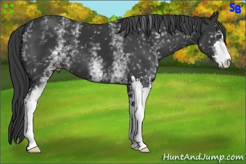 Horse Color:White Spotted Black Sabino