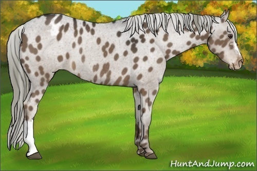 Horse Color:Liver Chestnut Appaloosa Rabicano 