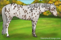 Horse Color:Liver Chestnut Appaloosa Rabicano 