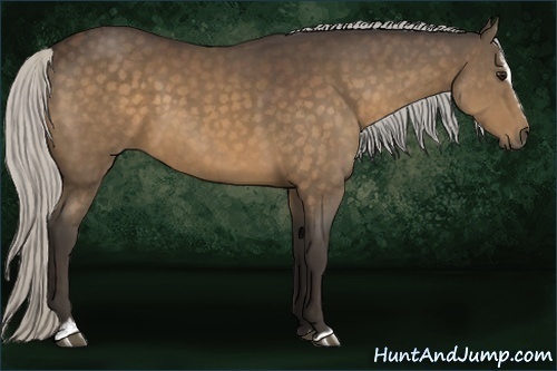 Horse Color:Silver Bay Sabino 