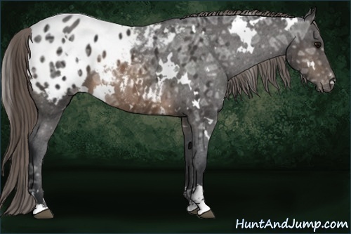 Horse Color:White Spotted Buckskin Ice Sabino Blanket