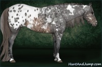 Horse Color:White Spotted Buckskin Ice Sabino Blanket