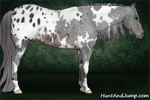Horse Color:White Spotted Brown Appaloosa 