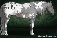 Horse Color:White Spotted Brown Blanket 
