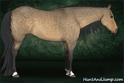Horse Color:Buckskin Dun 