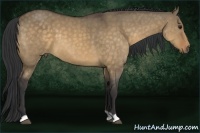 Horse Color:Buckskin Dun