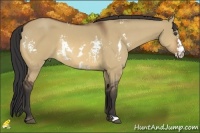 Horse Color:White Spotted Bay Dun Frame 