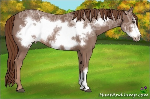 Horse Color:Chestnut Ice Frame 