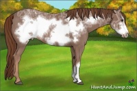 Horse Color:Chestnut Ice Frame 
